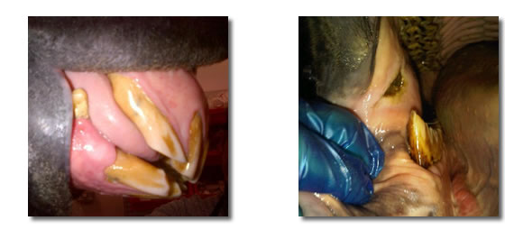phots of an equine dental examination