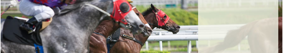 racing horses