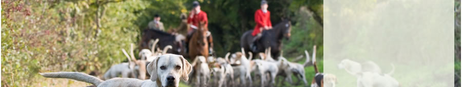 hound looking out of the picture with hunt in the background