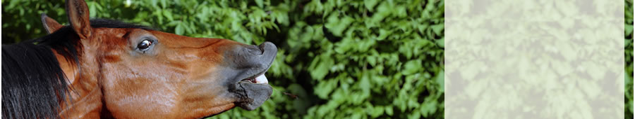 laughing horse with green hedge behind