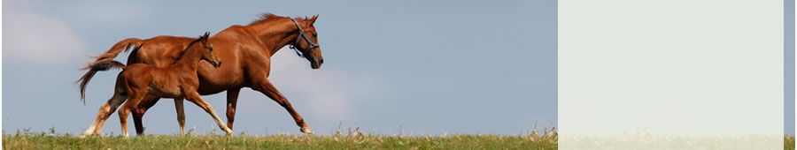 mare and foal running free on the crest of a hill