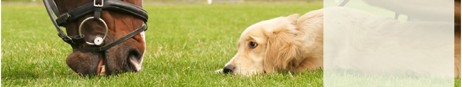 dog watching a horse eating grass