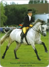 equine dentist in show ring on grey horse